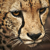 Marina Tinamagomedova