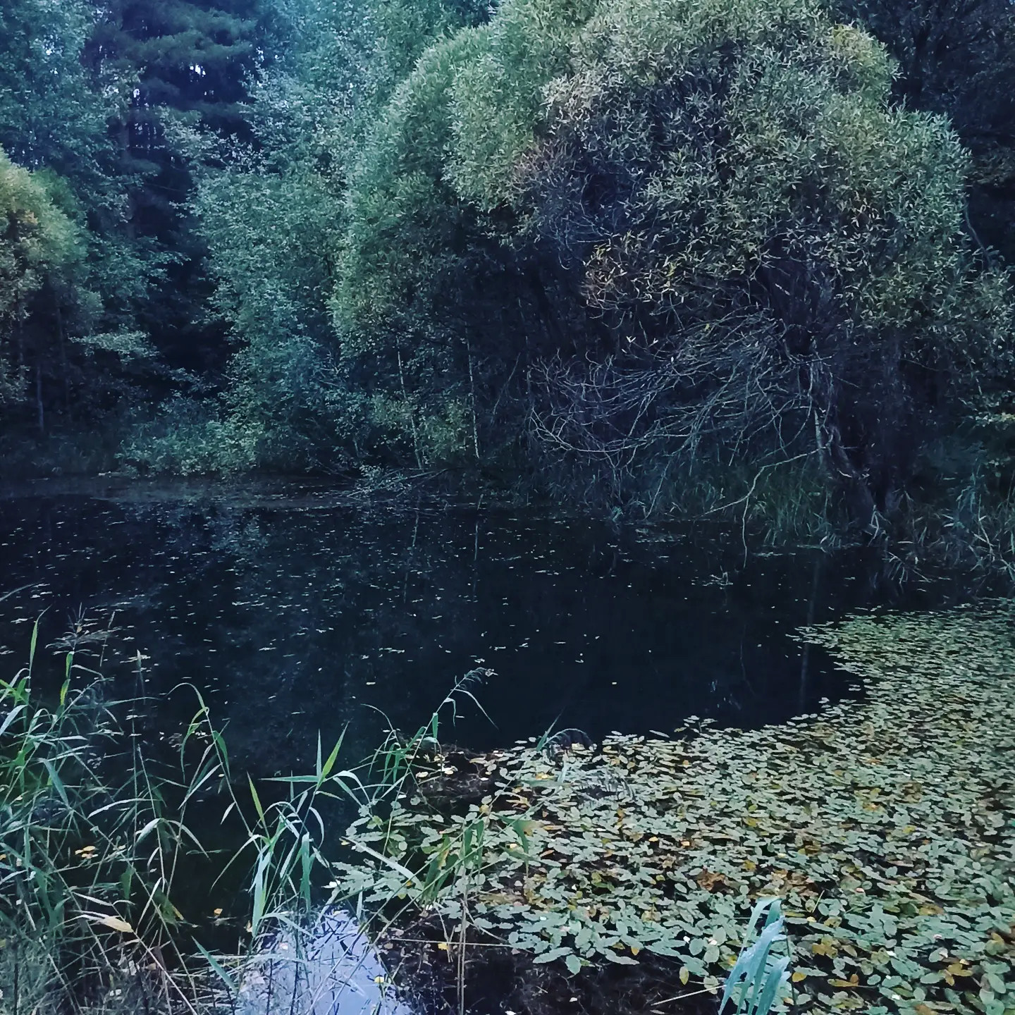 Unnamed Photo