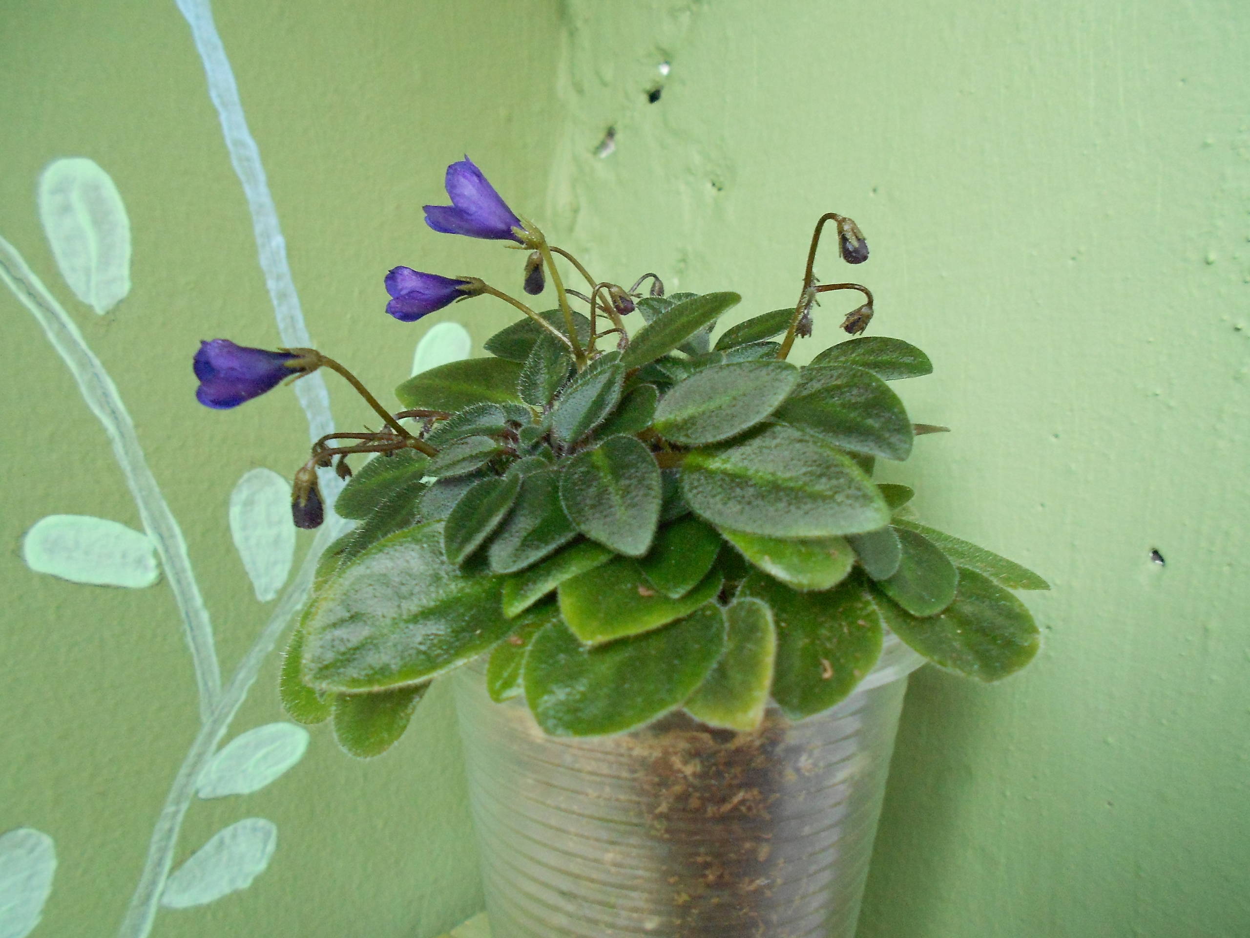 Растение месяца: Сенполия на подоконнике