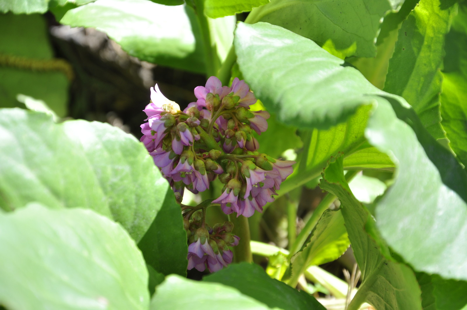 кп. "Архангельское" - Уход за садом - 100% качество!