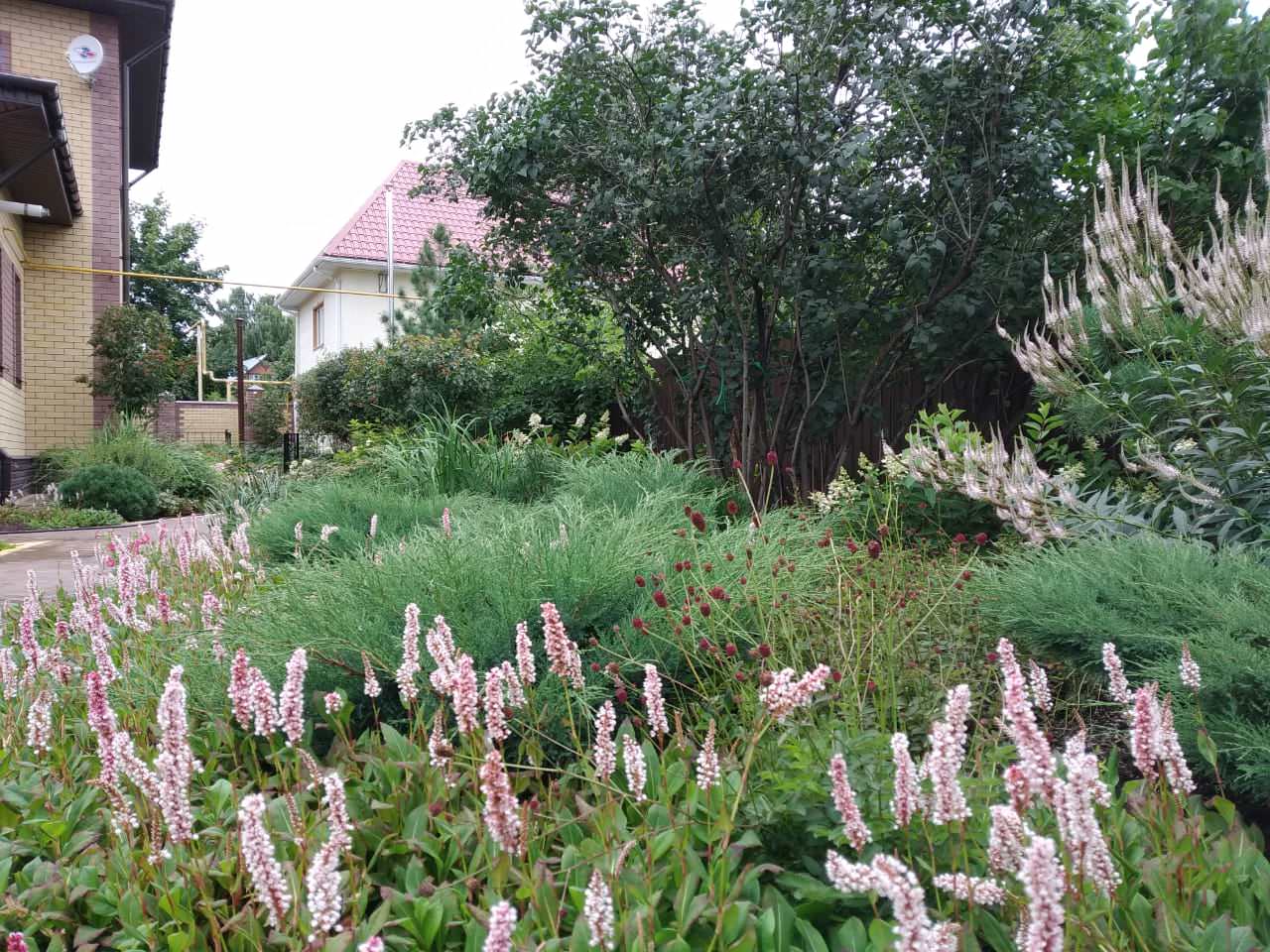 Сад в розовой дымке