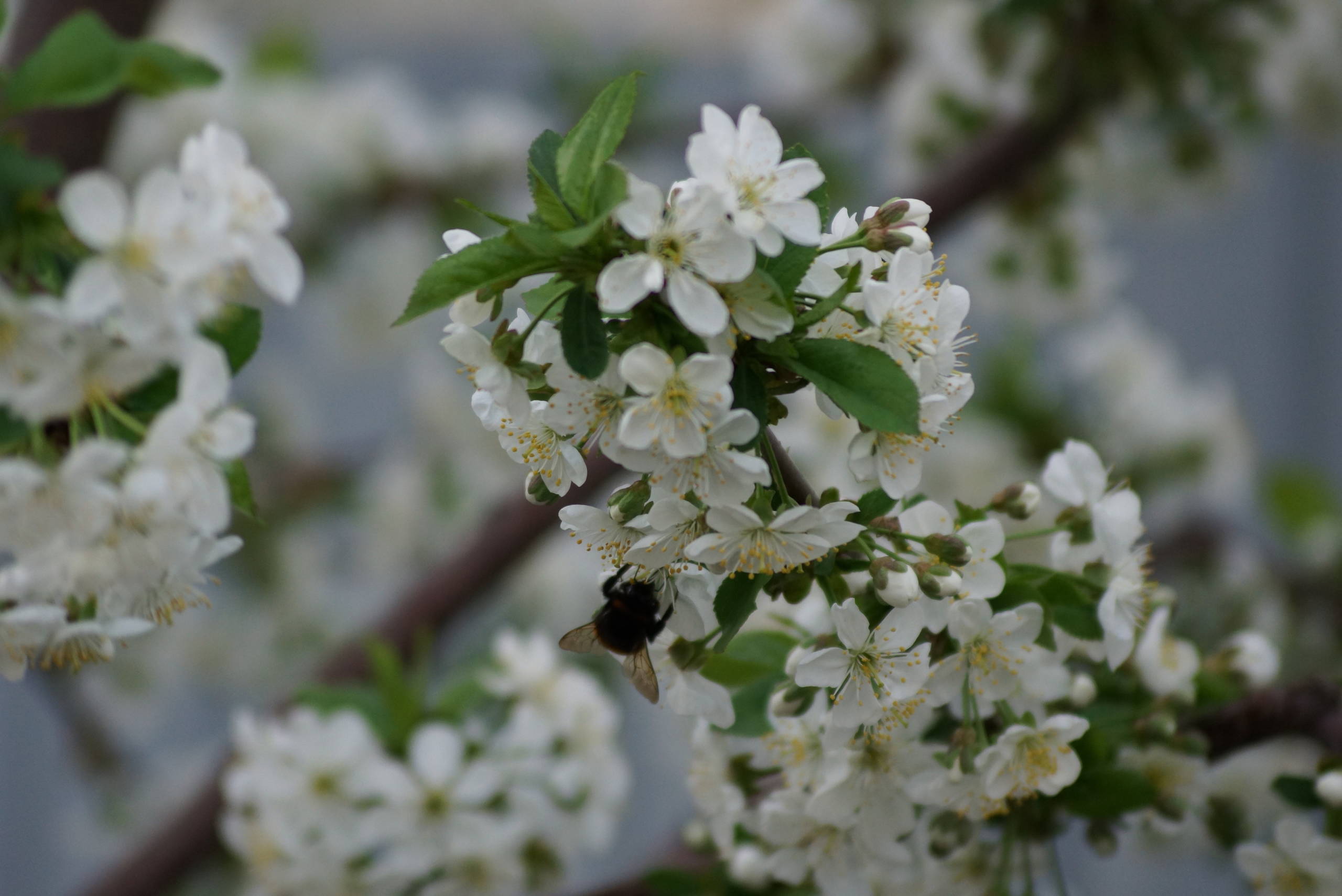 Как правильно: Выбрать растения для сада будущего года