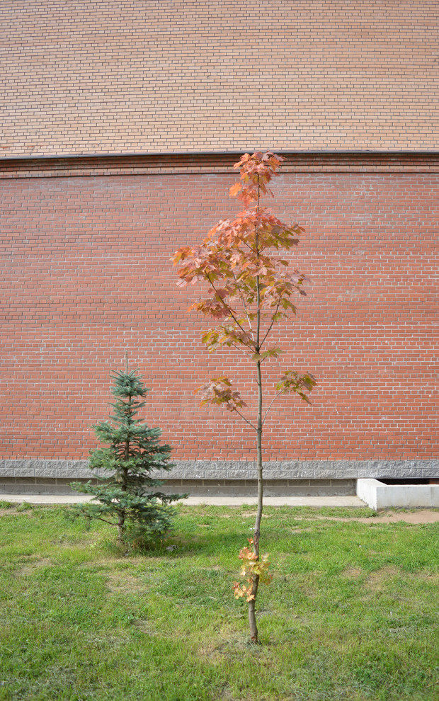 Одним цветом: Оформление участка в единой цветовой гамме