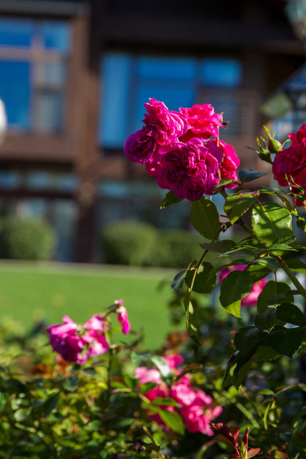 Сад на Пятницком шоссе.  Дизайнер Лариса Юрова