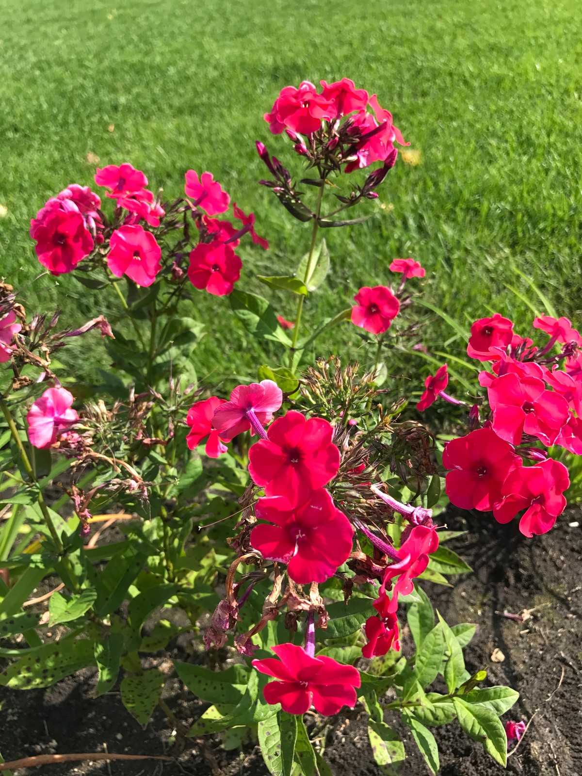 Малинки Виладж