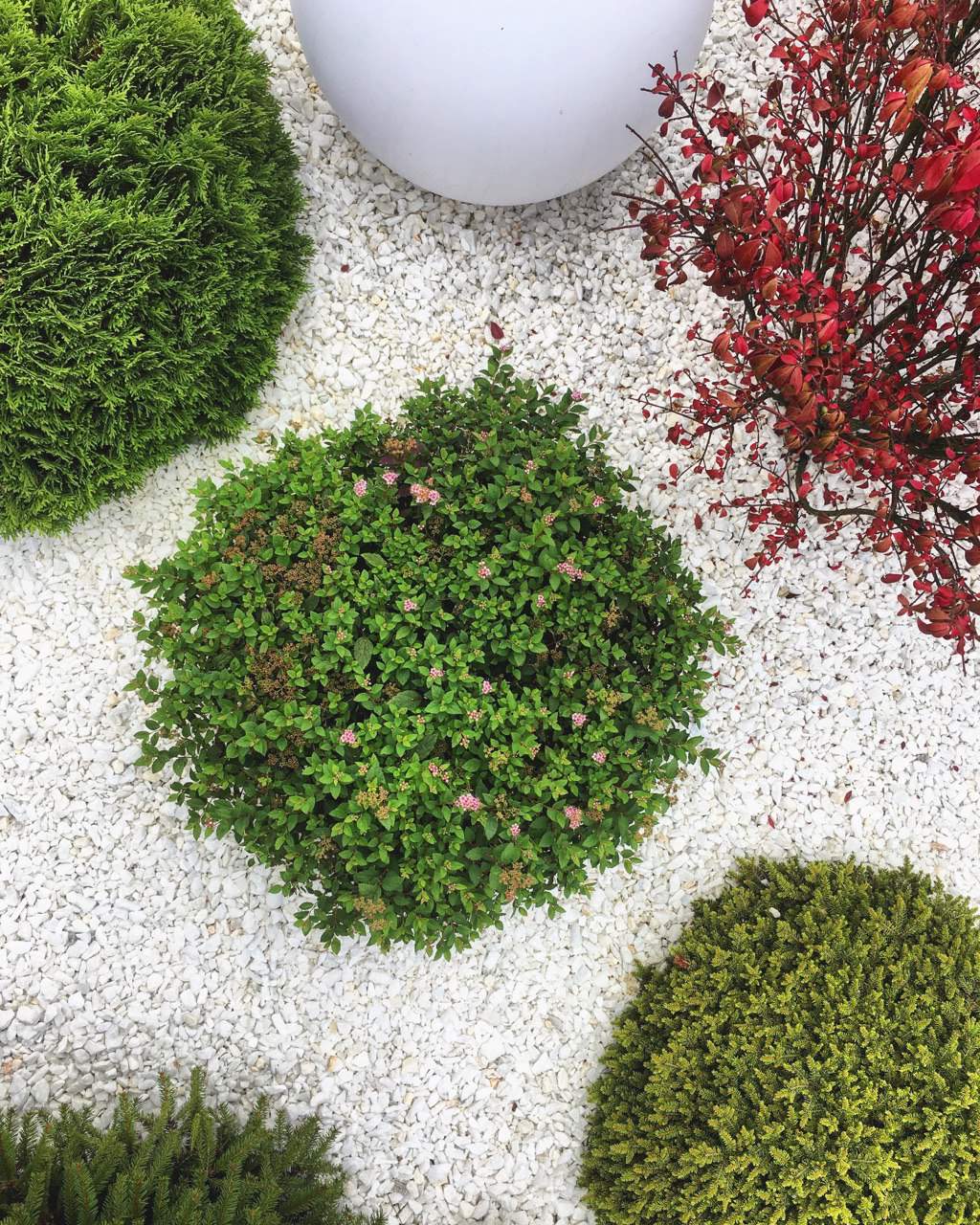 Сад "в процессе..."