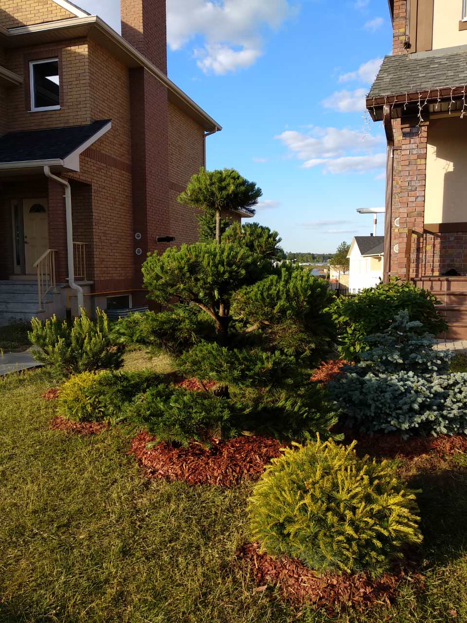 Хвойный сад в Новых Вешках.