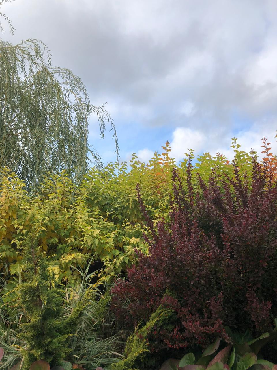 Сад трав и цветов.