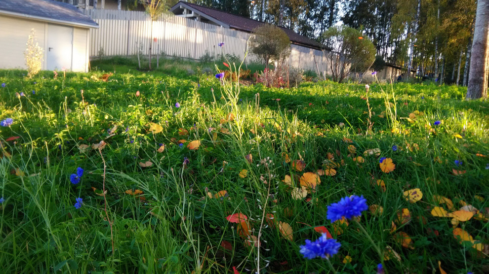 Обложка проекта: Садовник с бородой