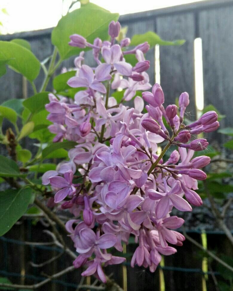 Как правильно: Выбрать и посадить сирень в своем саду