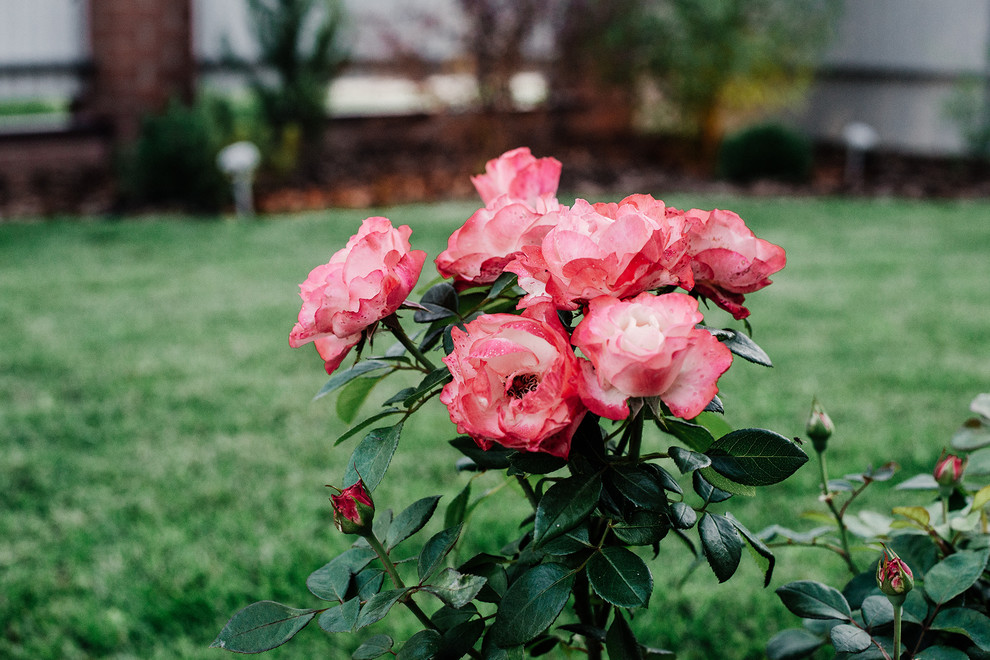 Агропустынь