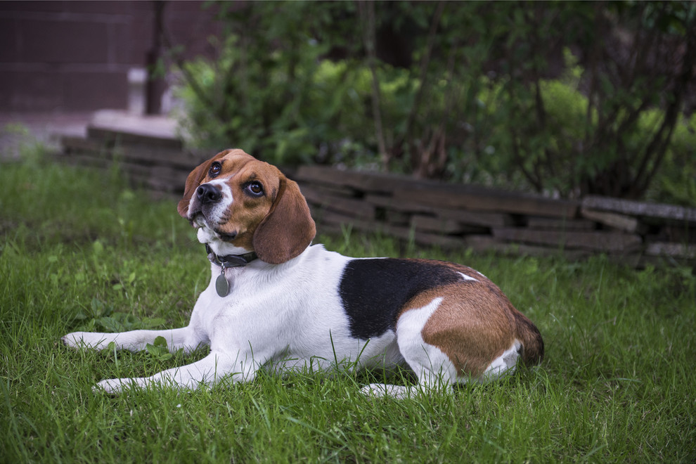 В гостях: Сад в идеальной форме... круга