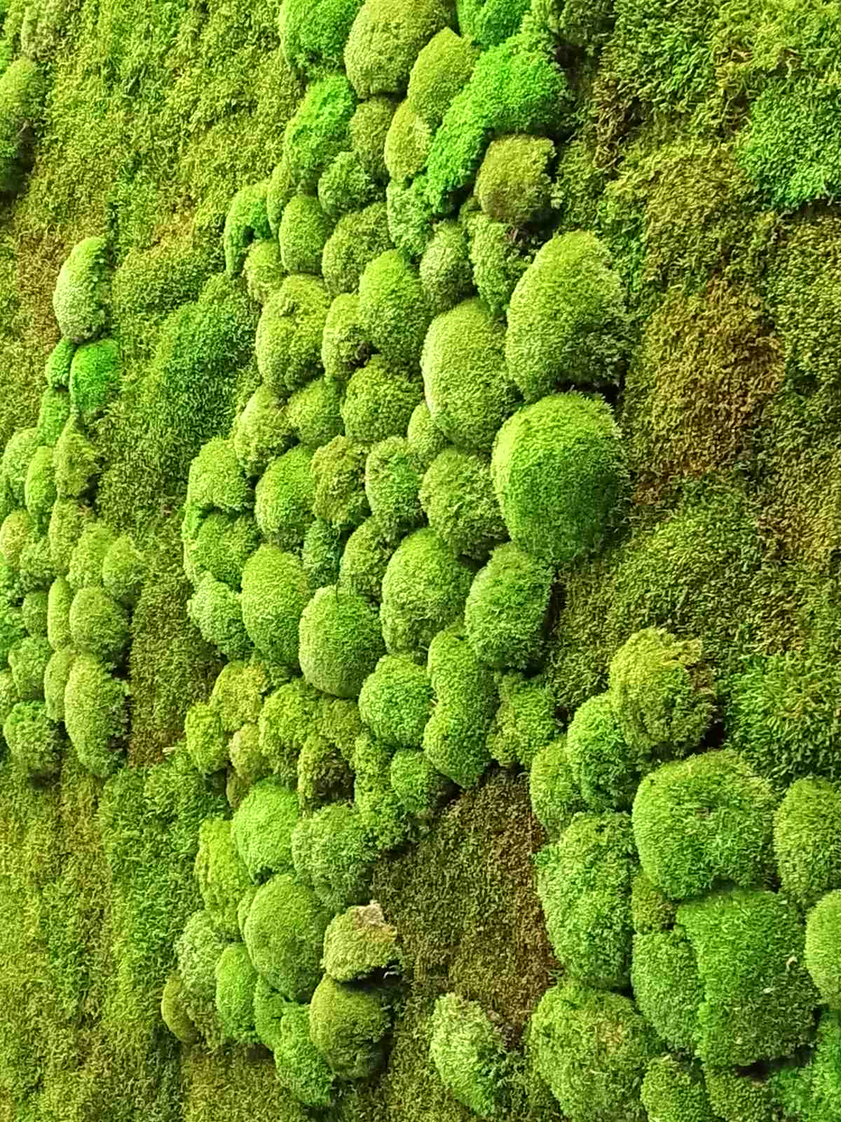 Тюмень. Комарово