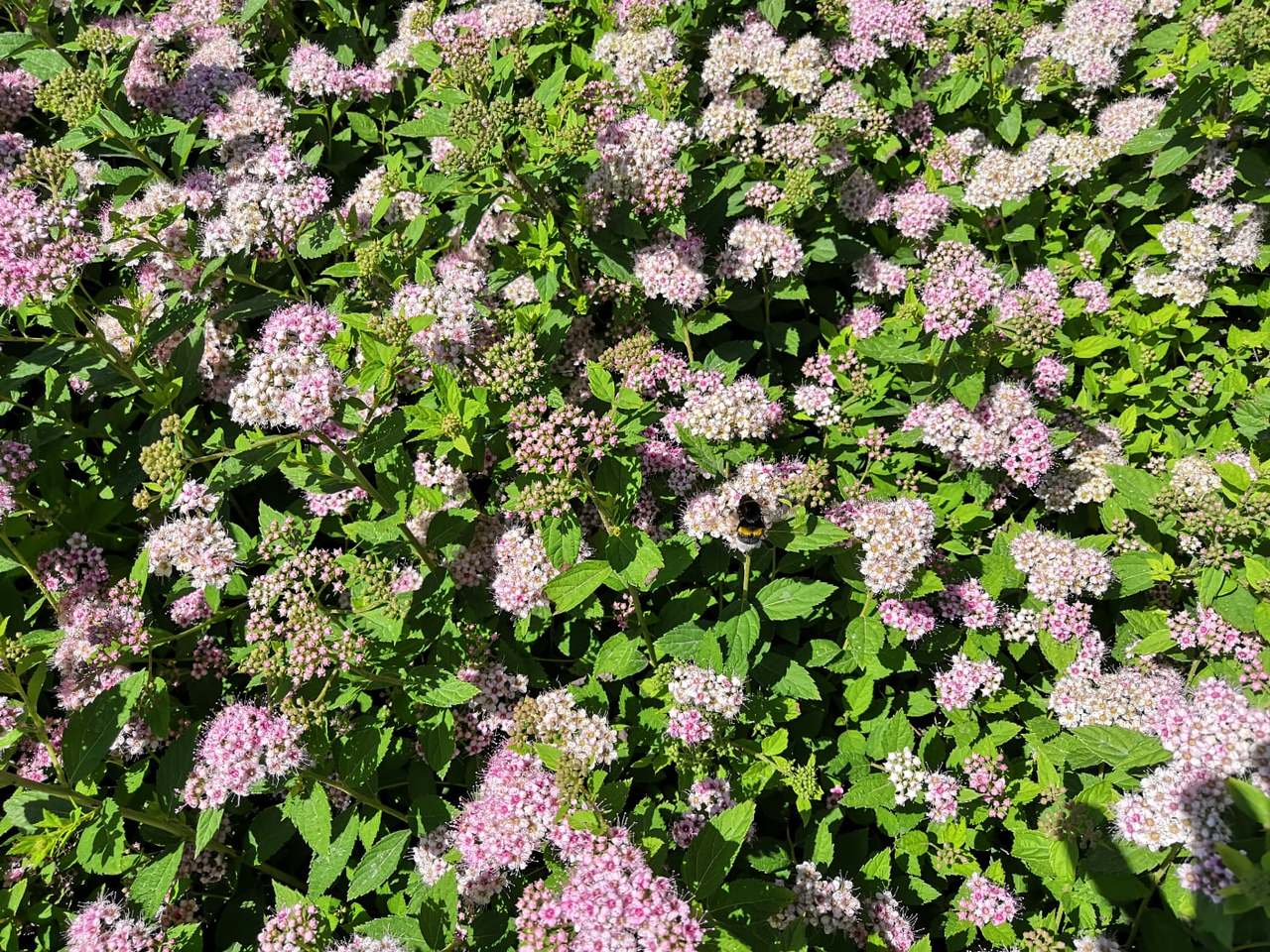 Фитопластика на общественной территории