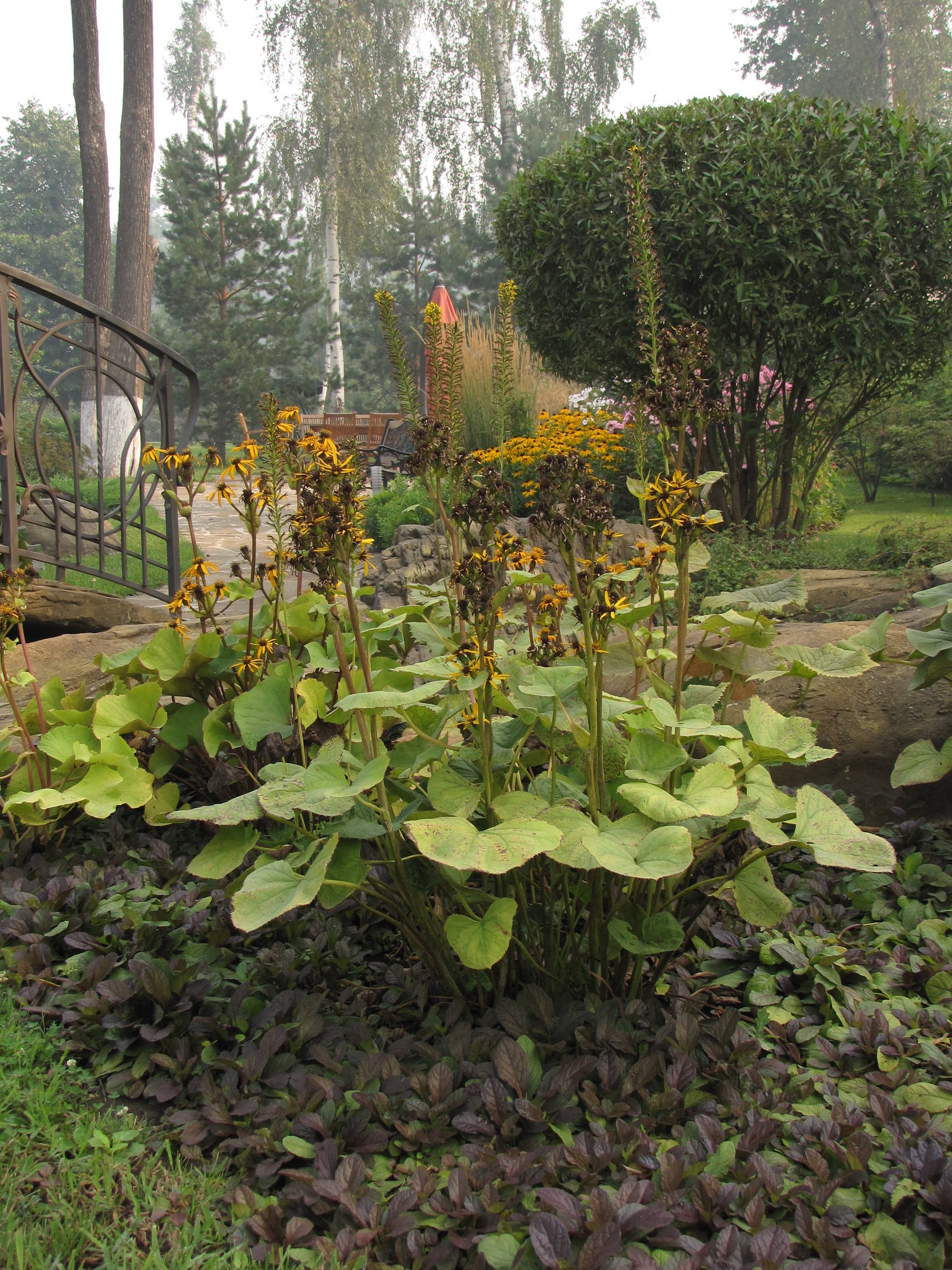 Зачем вам: Миксбордер с растениями в человеческий рост