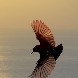 Ксения Крутикова