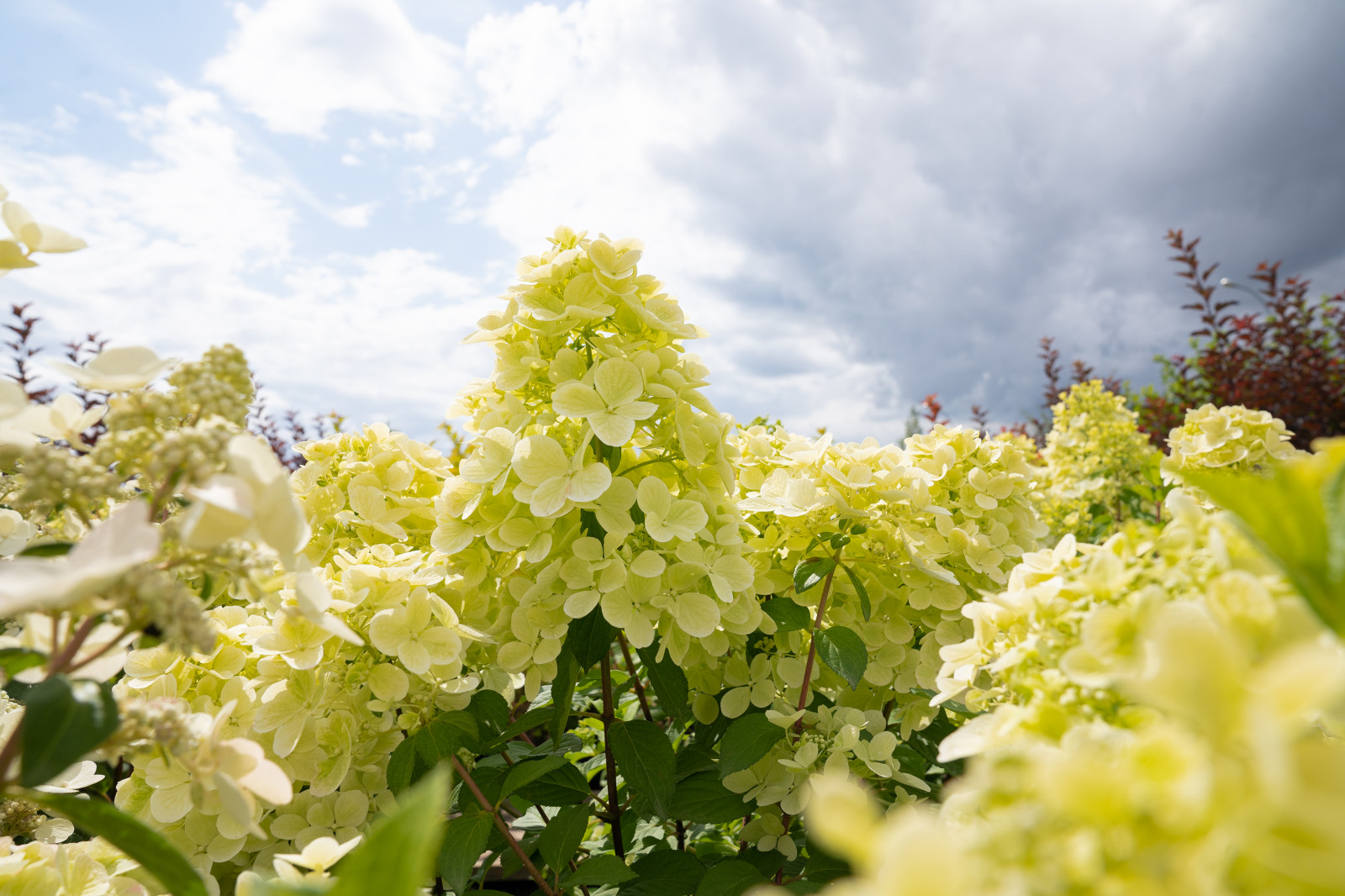 Гортензии для сада премиум-класса