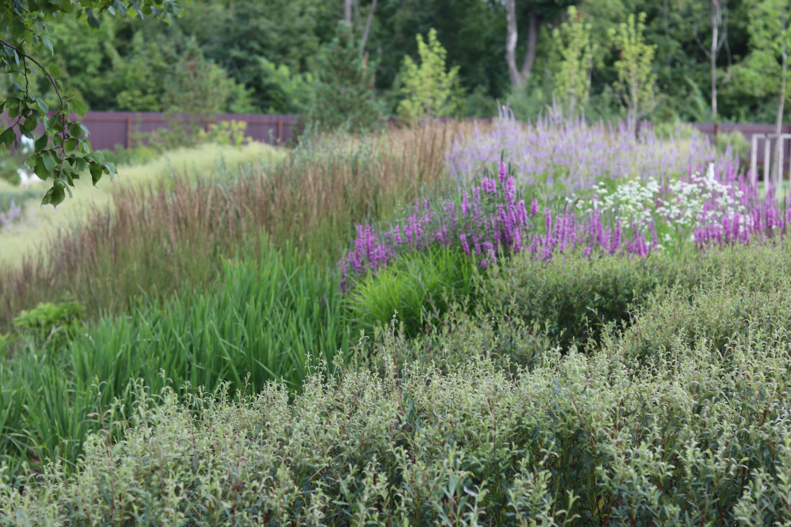 WB Берег пруда (май,июнь)