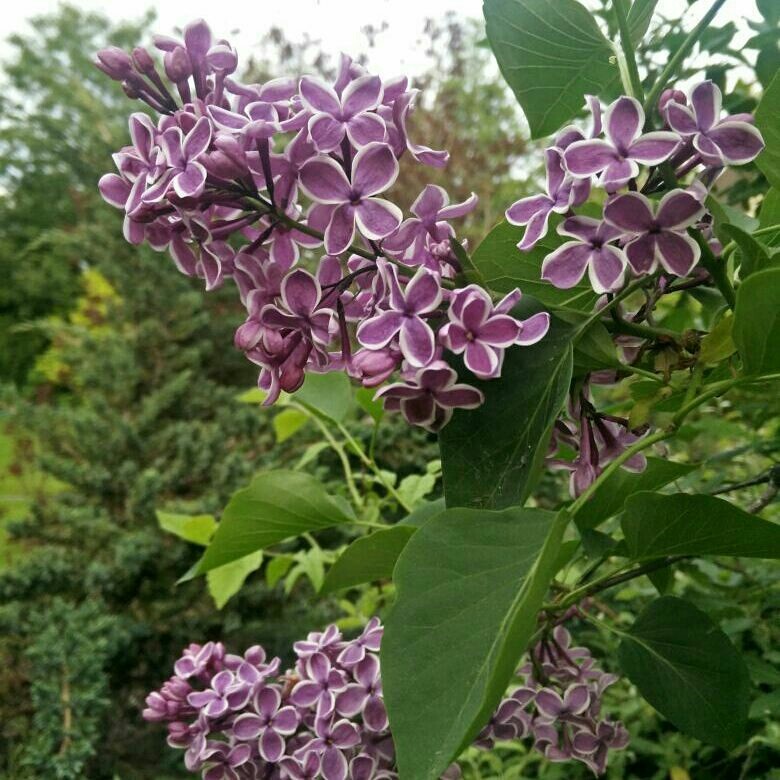 Как правильно: Выбрать и посадить сирень в своем саду