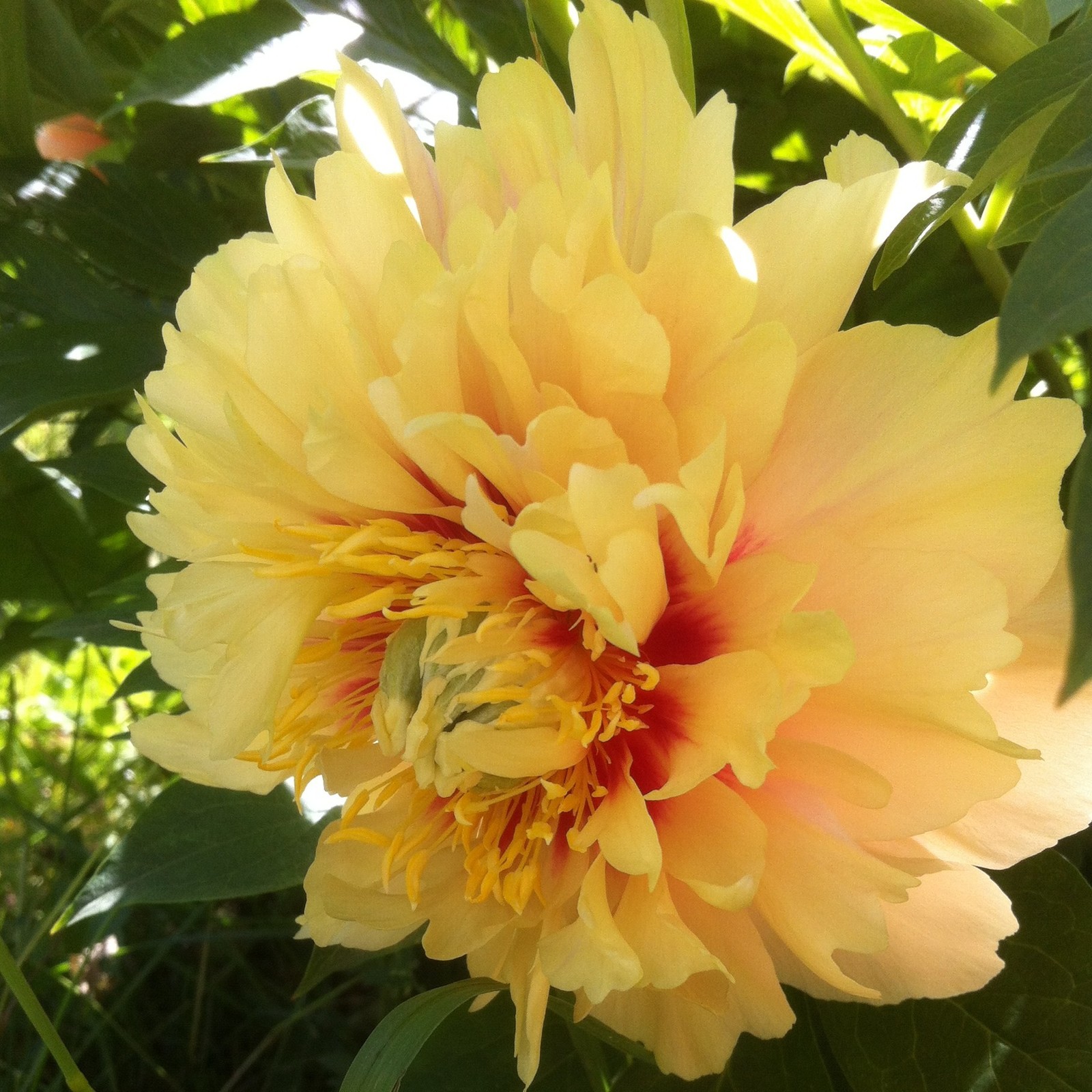 Пионы: выбираем подходящий сорт, высаживаем в грунт