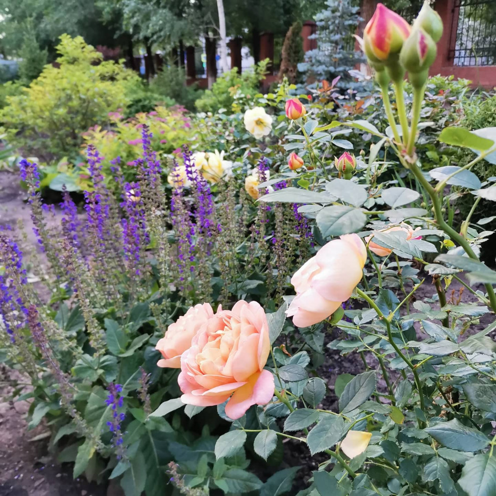 Самара ЛАП №135