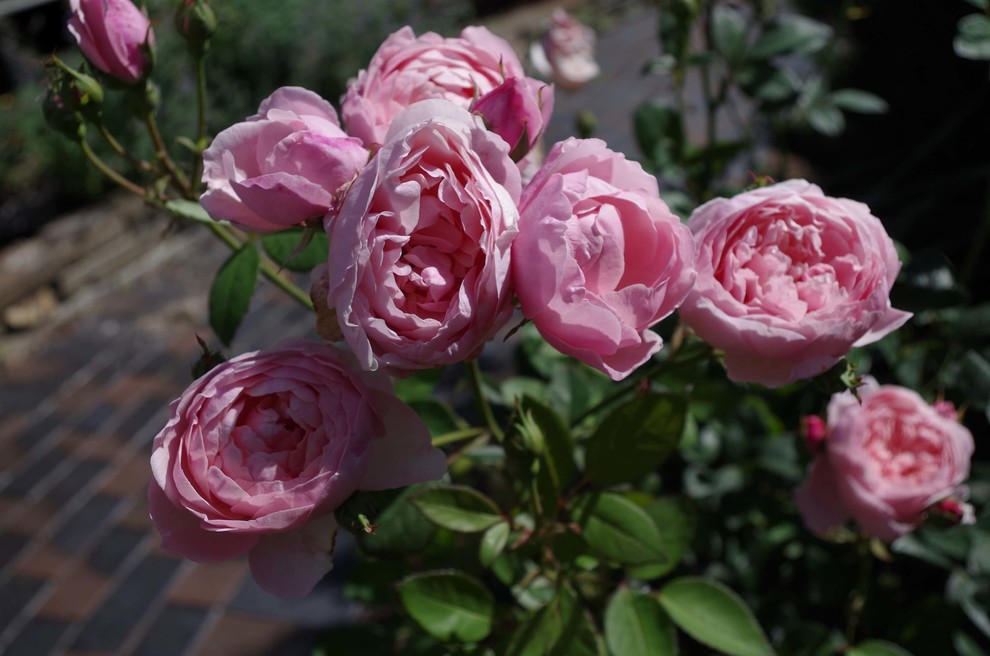 СНЫ О ЧЕМ_ТО БОЛЬШЕМ...