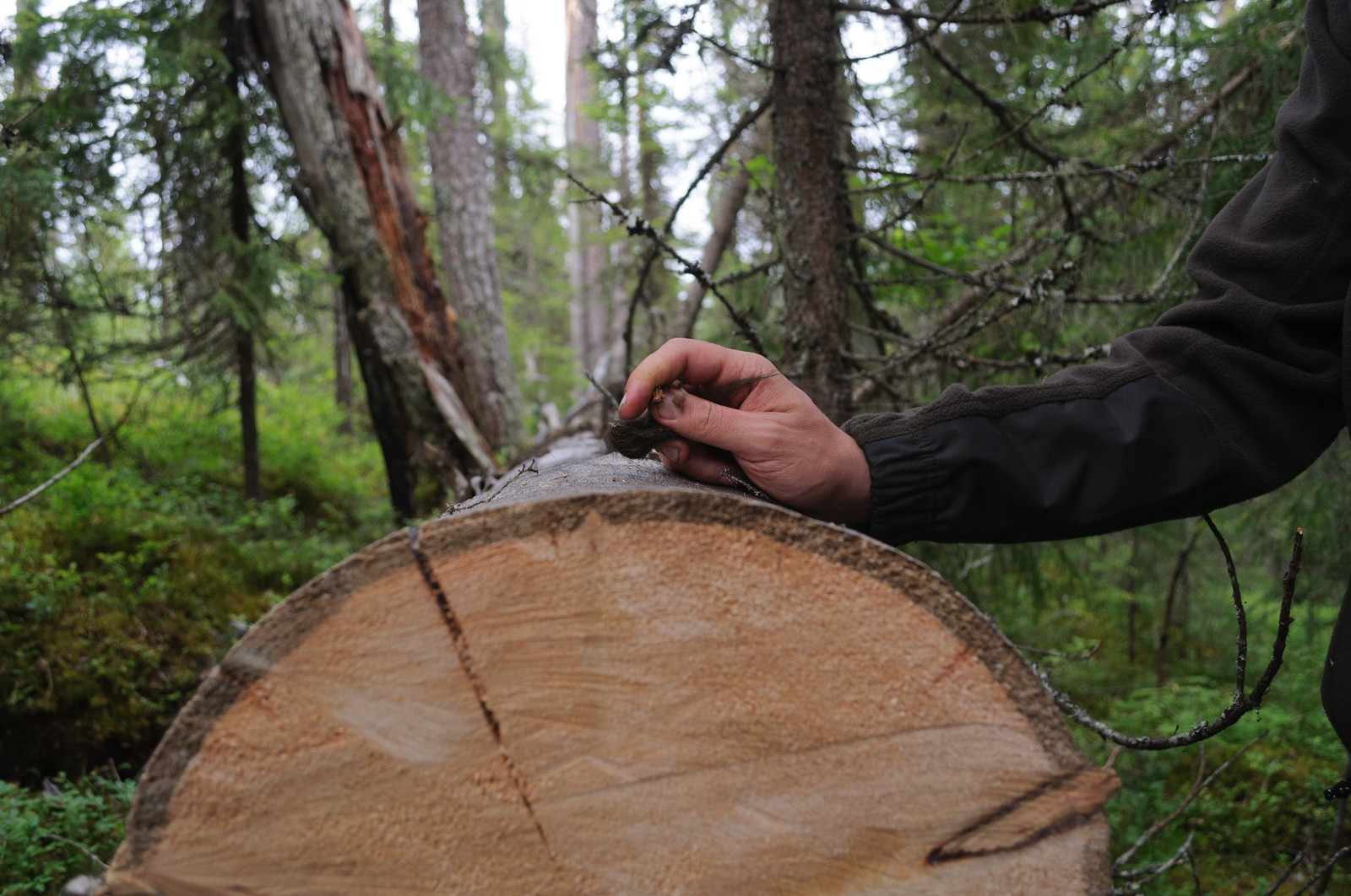 Производство и заготовка