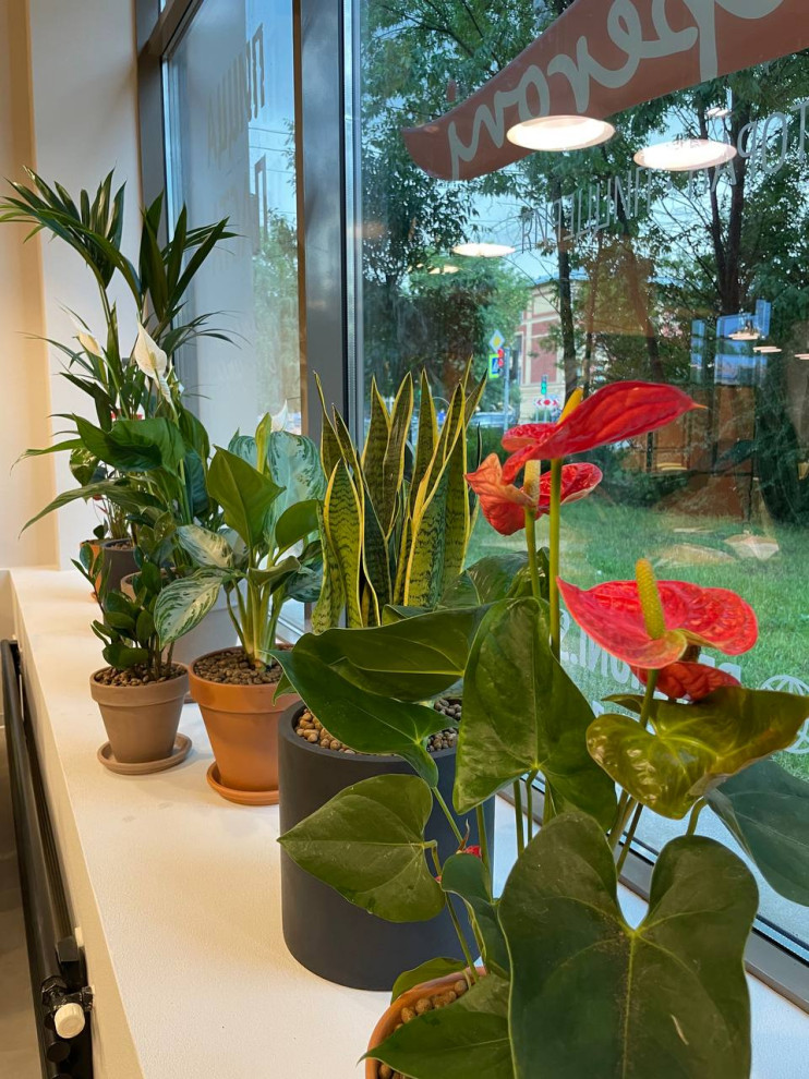 Пиццерия Peperoni г. Санкт-Петербург