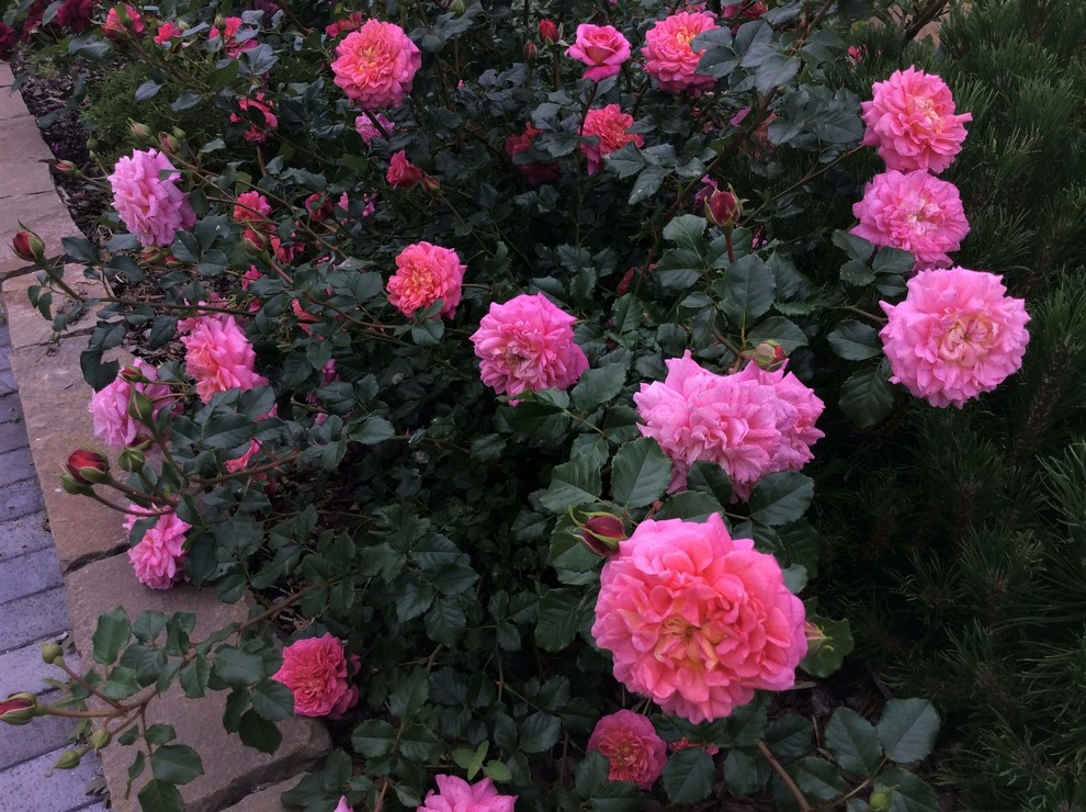 СНЫ О ЧЕМ_ТО БОЛЬШЕМ...