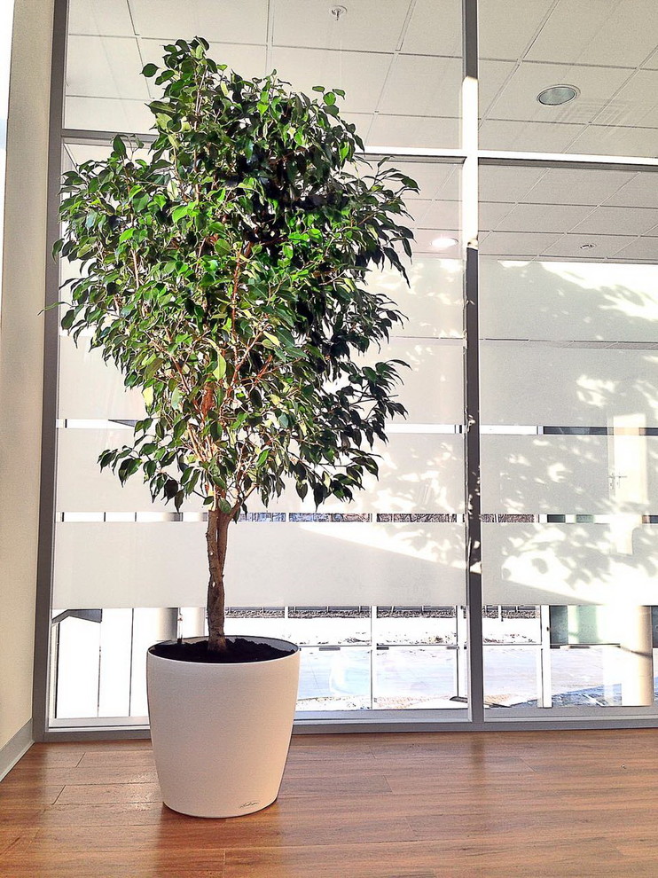 Озеленение автосалона Тойота Владивосток