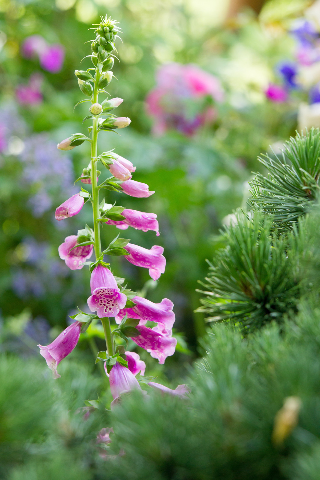 Фотосъёмка сада   Mark  Eveleigh(+Gigi Cameron) на   MoscowFlowerShow2017