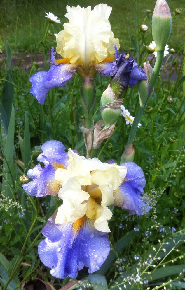 Цветок месяца: Ирис бородатый