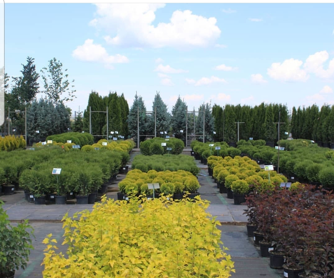 Питомник растений