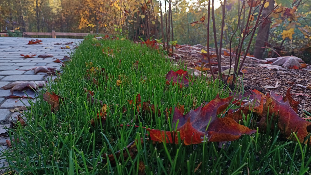 Лесная сказка в Мичуринском