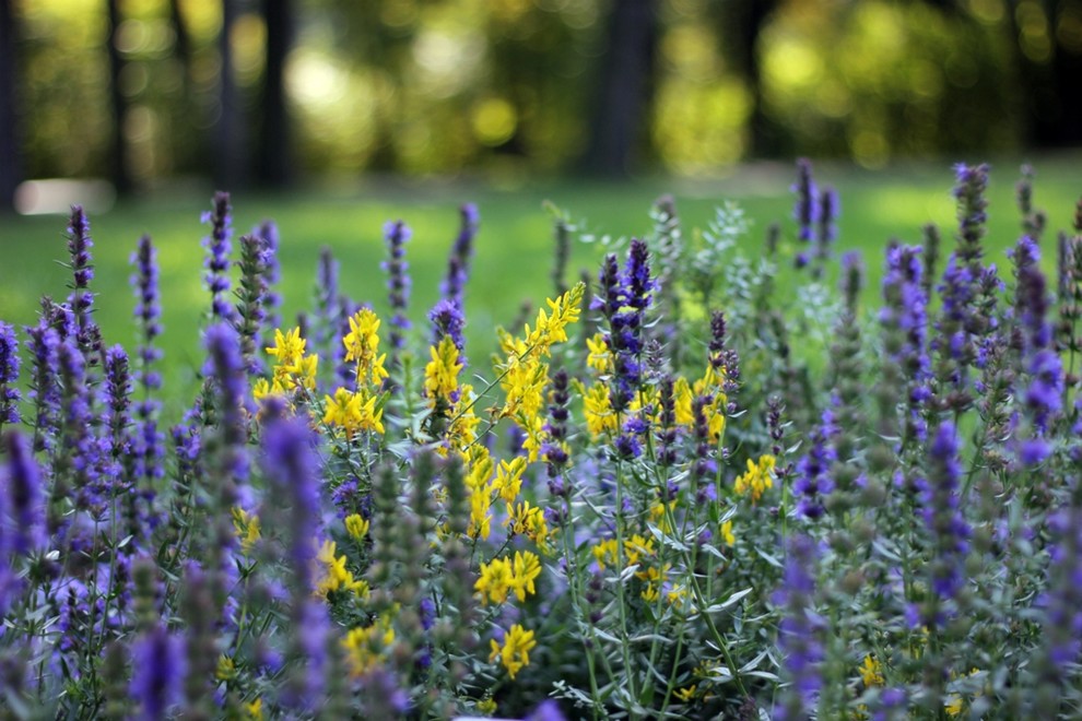 Обложка проекта: Ландшафт. Цветник в ГБС Москвы (по заказу ландшафтной компании «Формула Сада»)