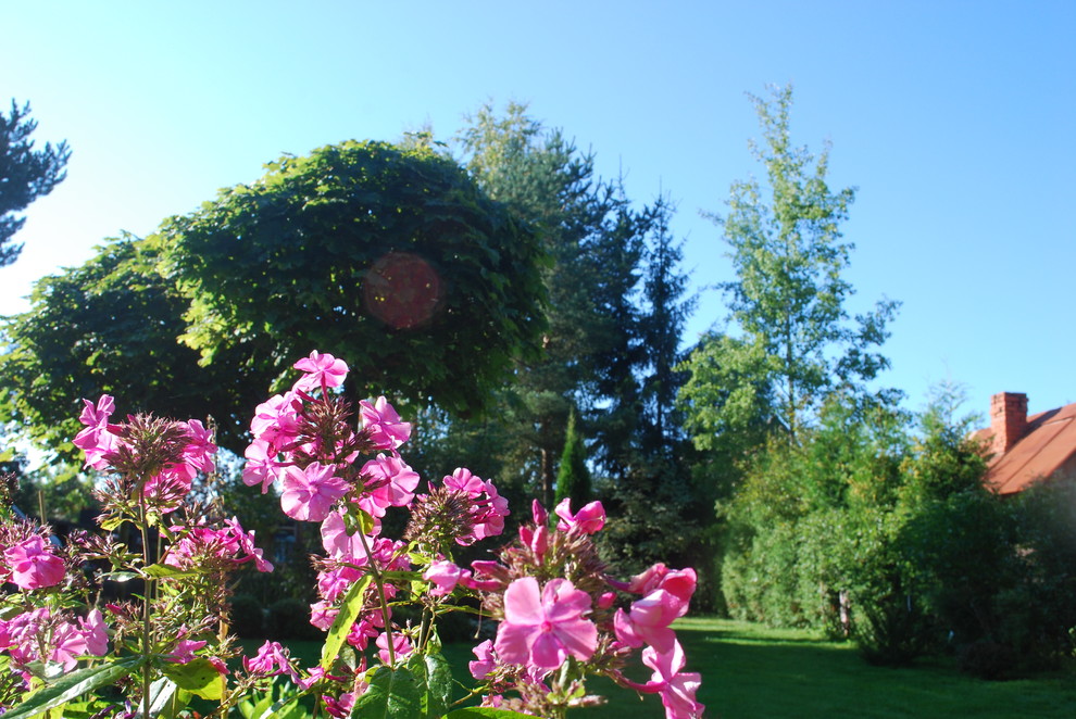 Сила трав: Календарь садовода на июнь