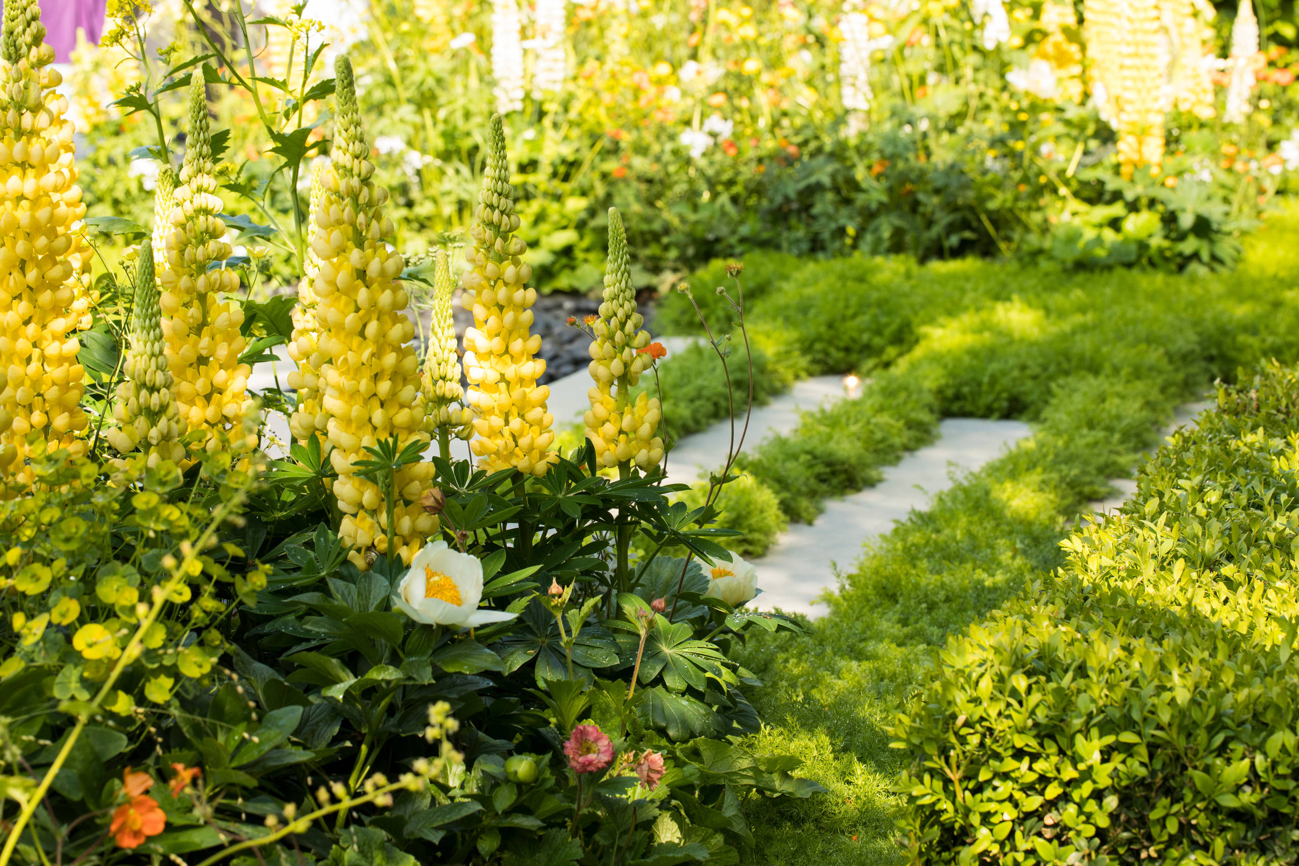 Уроки Chelsea Flower Show: Модные растения 2018 года