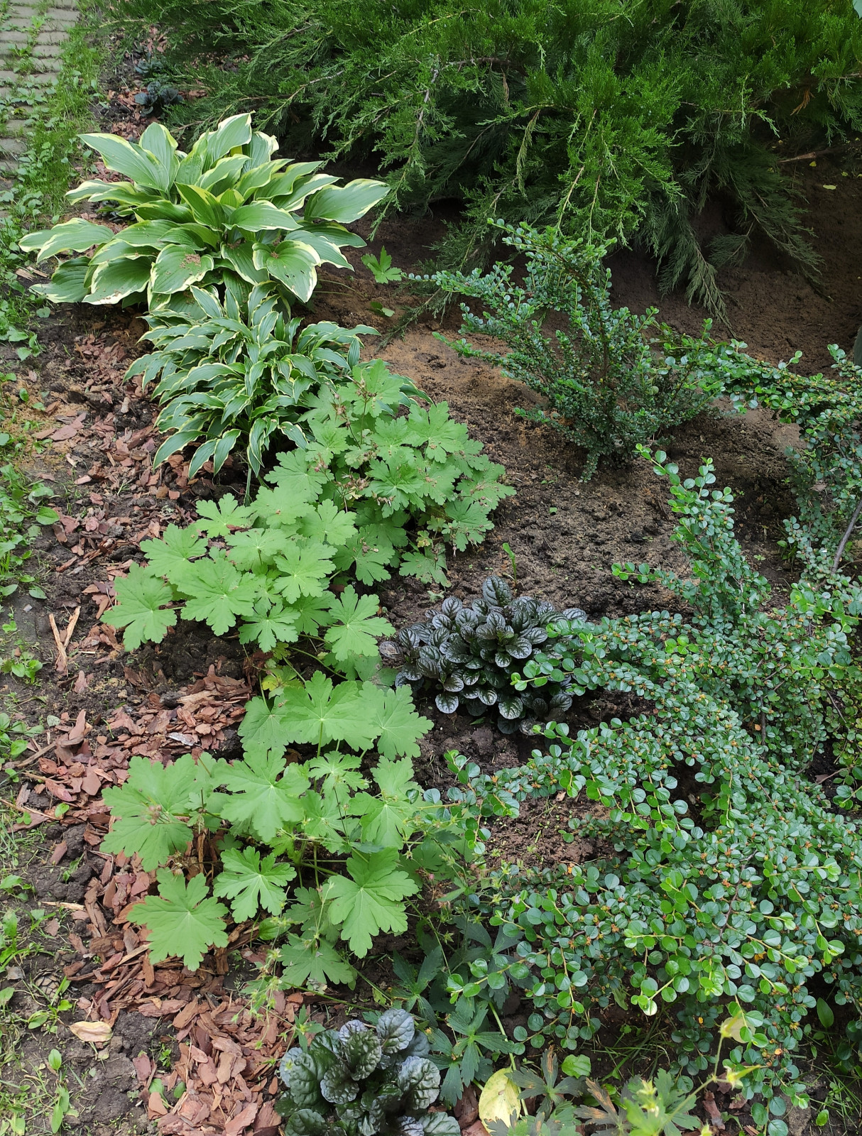 Проект "Форест"