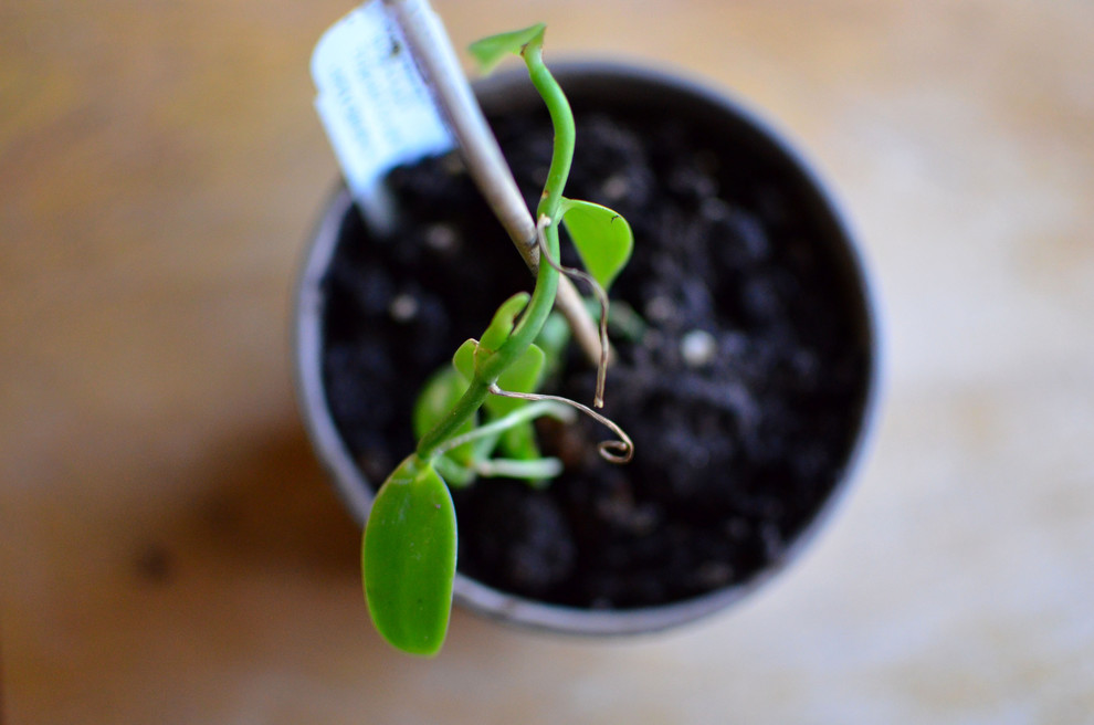 Всё о рассаде: 12 ответов на актуальные вопросы