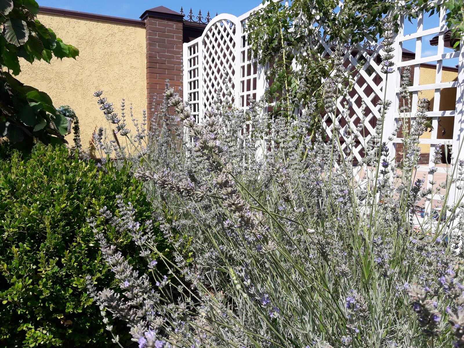 Цветы в саду