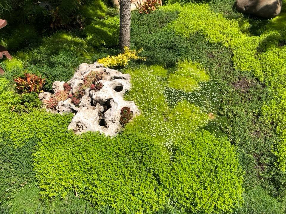 В гостях: Загадочный сад в Херсоне на 12 сотках