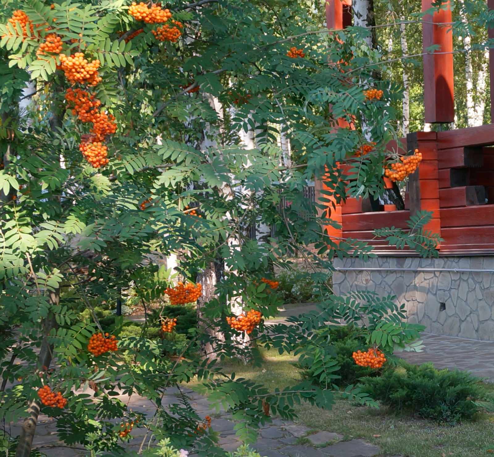 "Березовая роща". Сад в Чеховском районе Московской области, 10 соток.