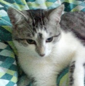 Елена Збрицкая