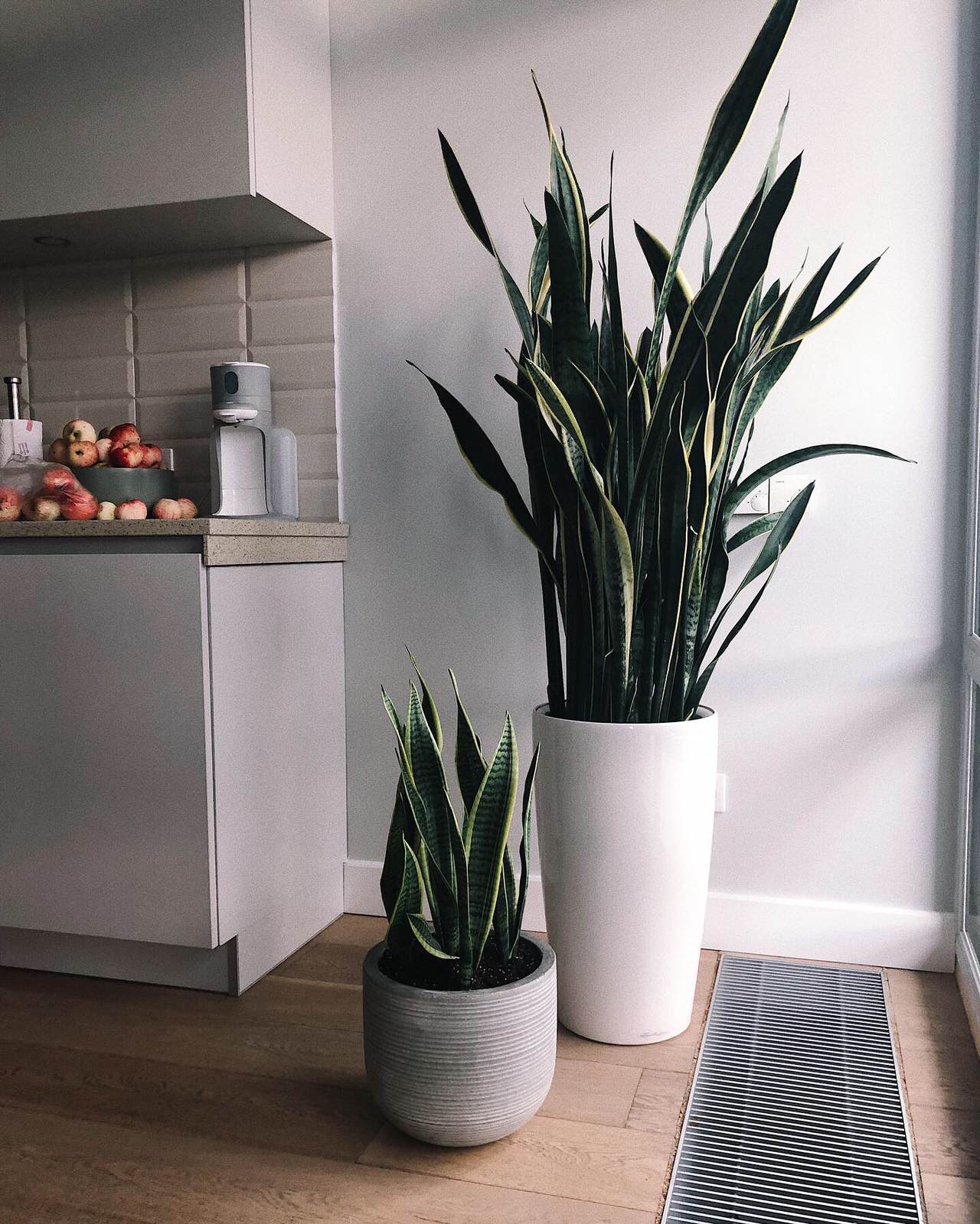 Озеленение квартиры