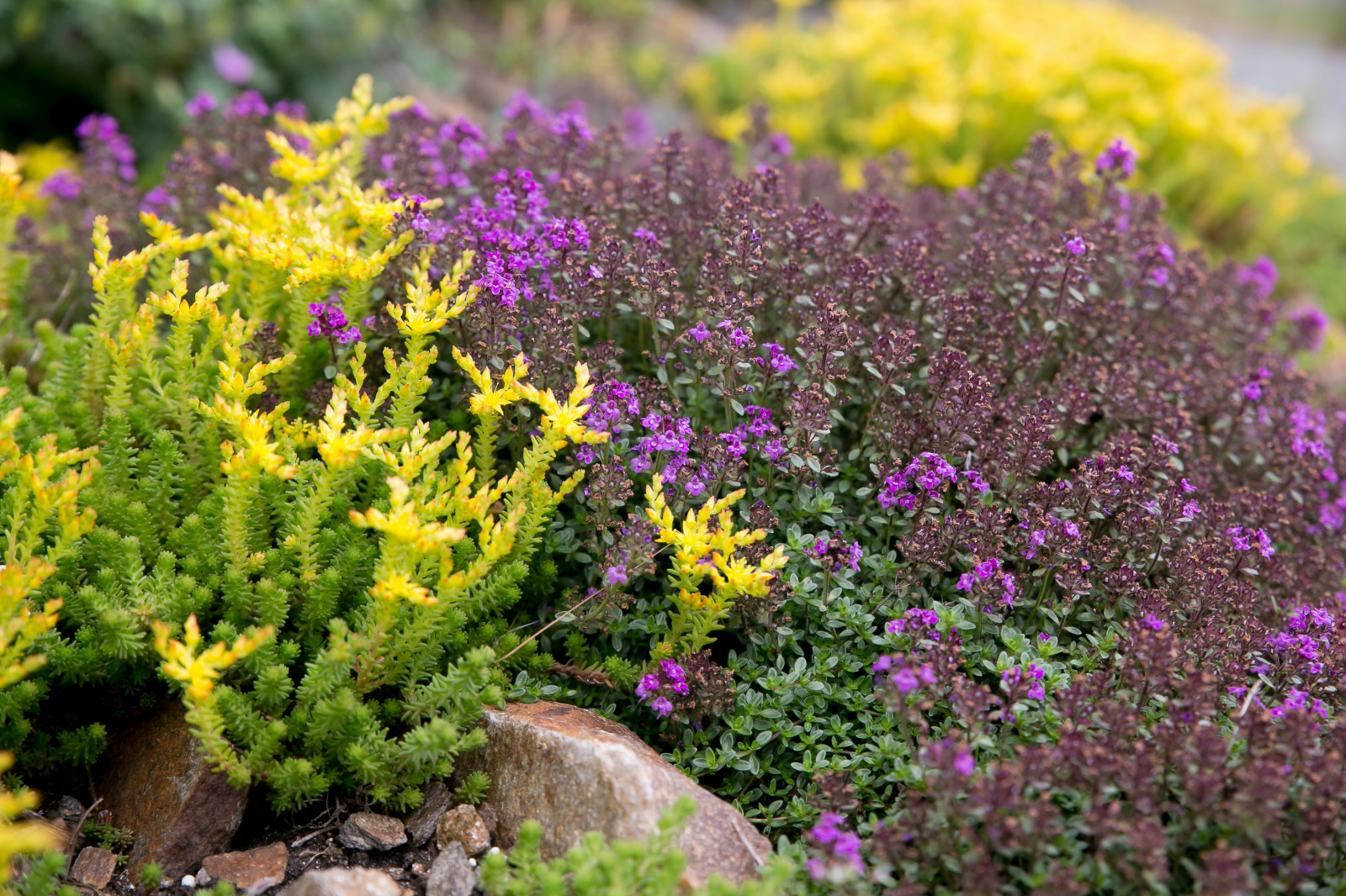 Портреты растений