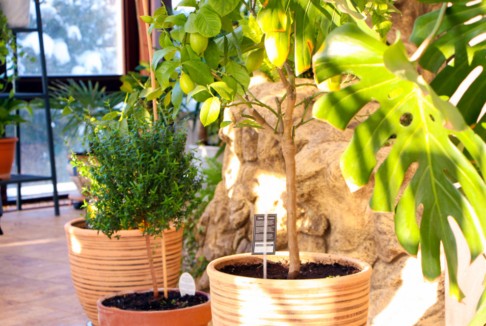 Тарасовка, зимний сад, 2012-2013 гг.