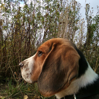 алеся ерёмина