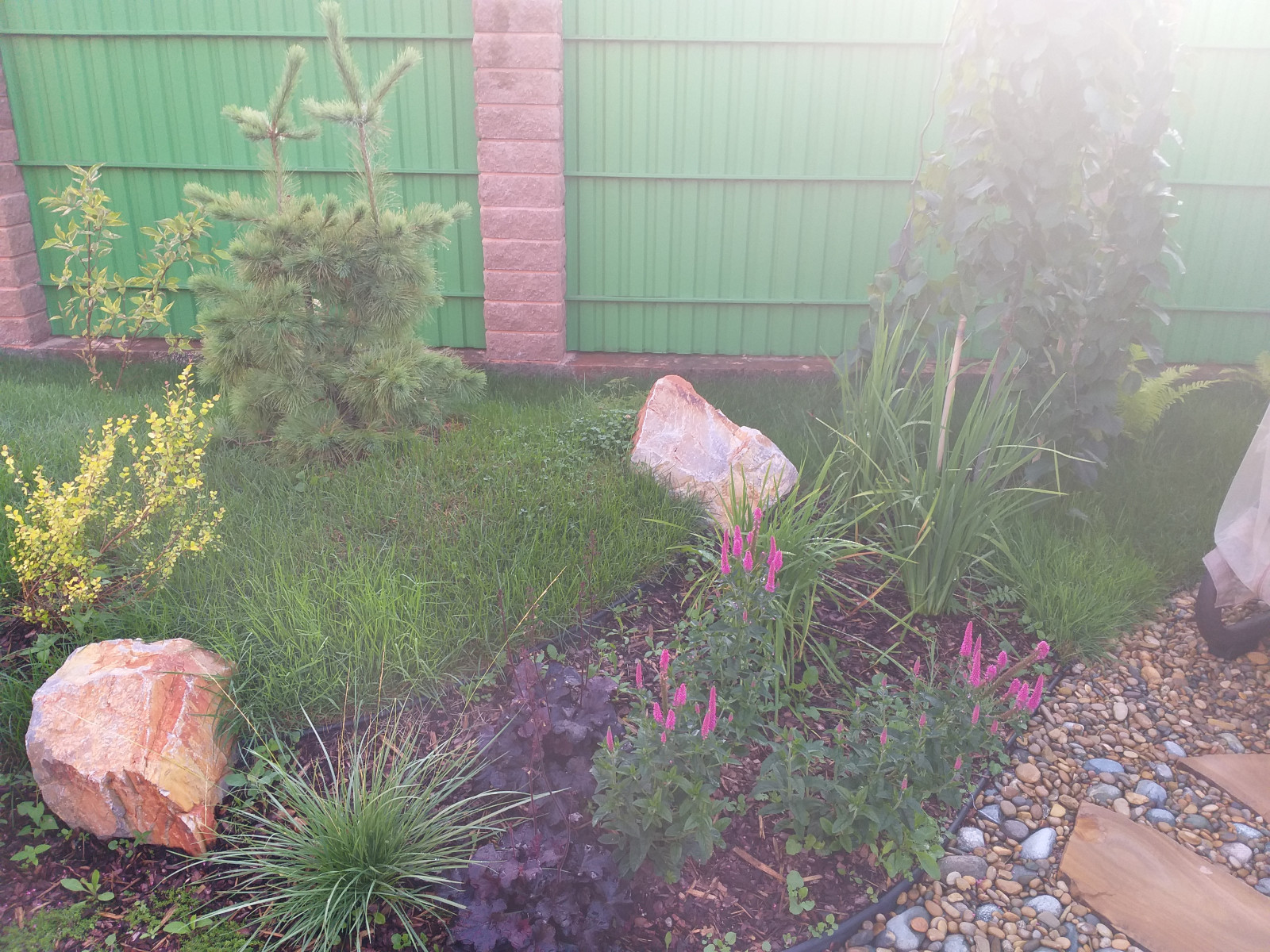 большая ижора