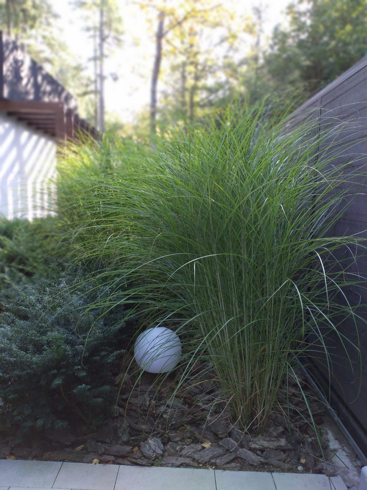 Сад в Светлогорском лесу