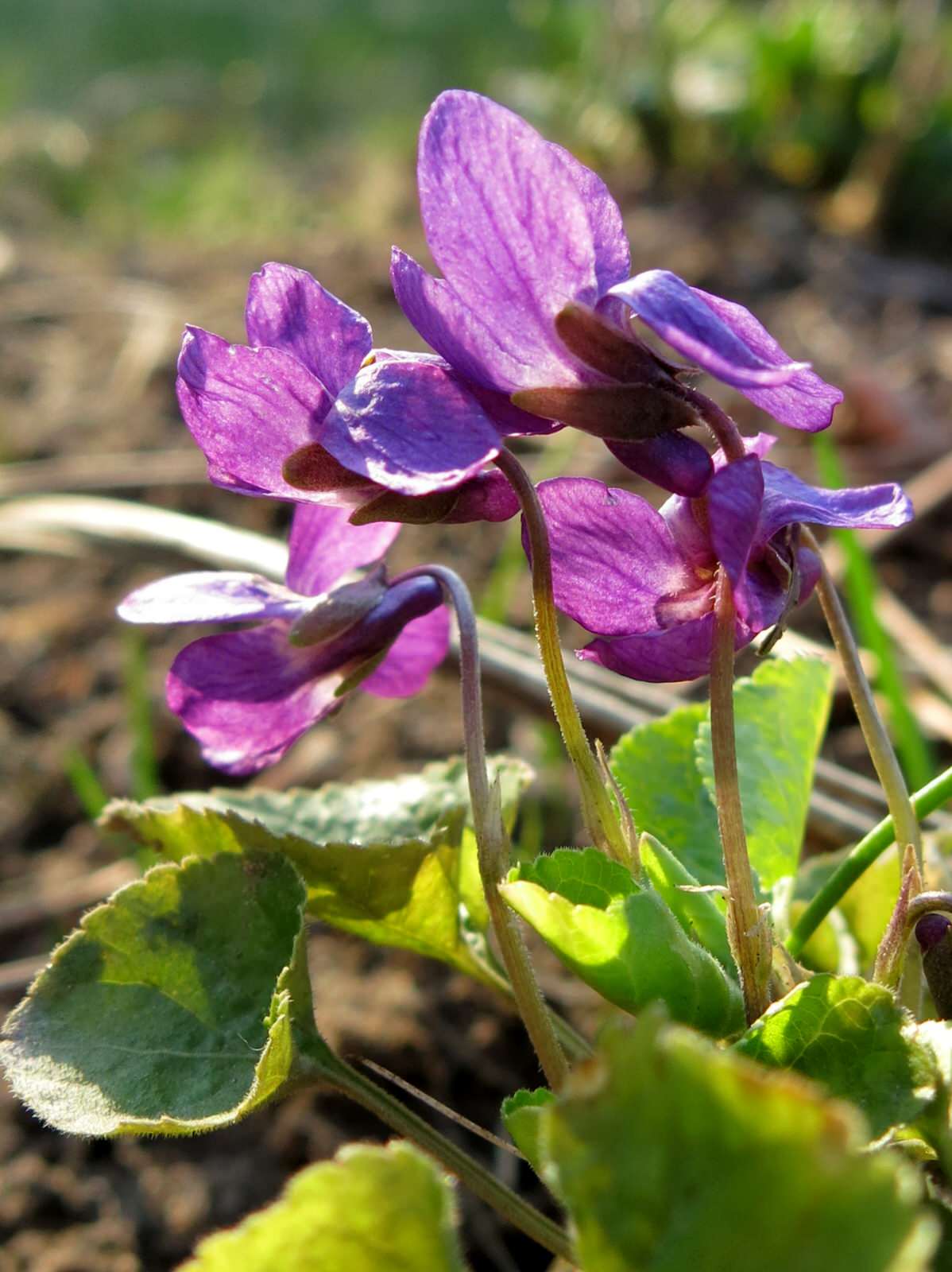 ТЕПЛЫШКО МОЕ. ВЕСНА.